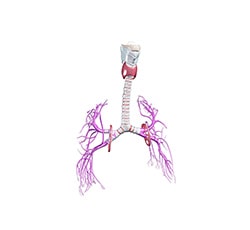 Respiratory System Agents