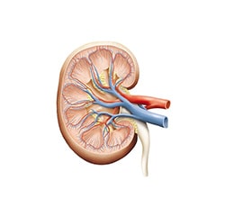 Urinary System Agents